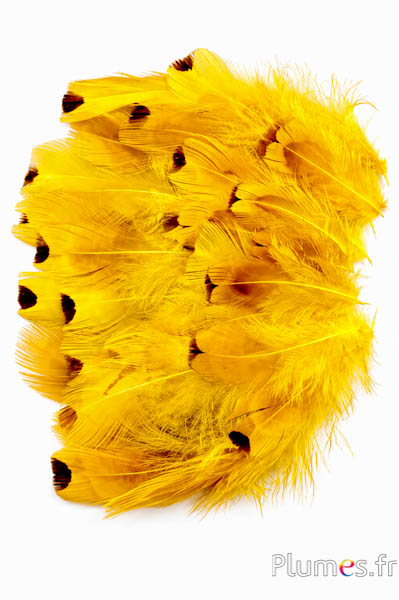 Faisan de Colchide - blanchi - 5-11 cm - jaune